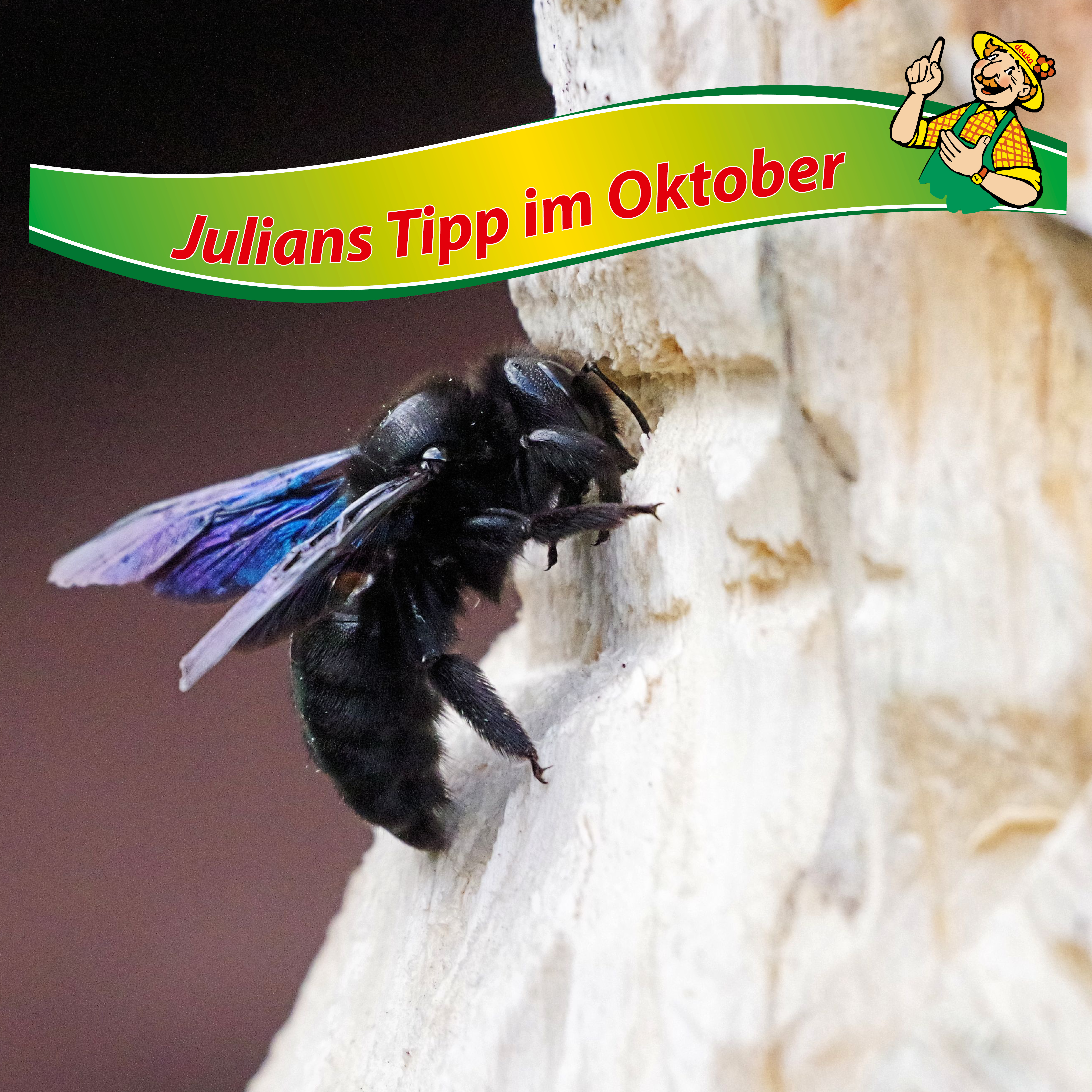 Julians Tipp im Oktober